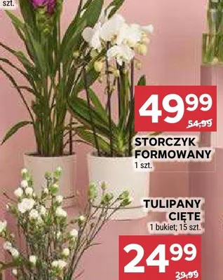 Storczyk formowany promocja w Stokrotka