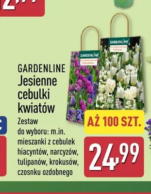 Jesienne cebulki kwiatów Gardenline promocja w Aldi