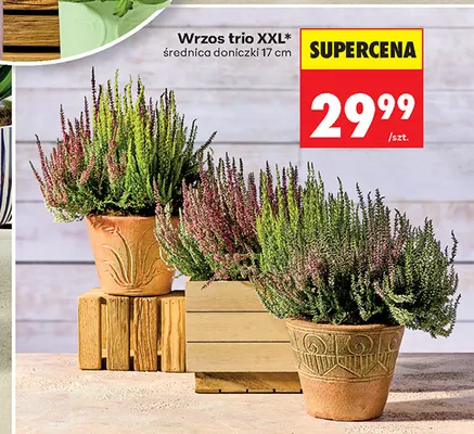 Wrzos trio Xxl promocja w Biedronka
