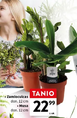 Roślina doniczkowa promocja w Intermarche