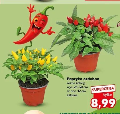 Papryka ozdobna wys. 25-30 cm śr. don. 12 promocja w Kaufland