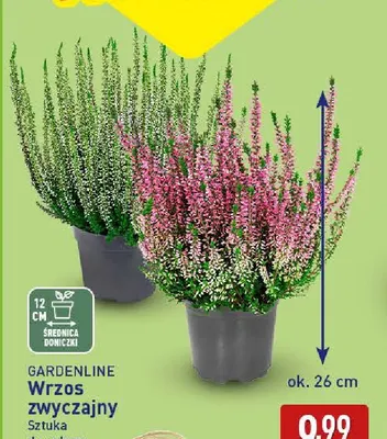 Wrzos zwyczajny Gardenline promocja w Aldi
