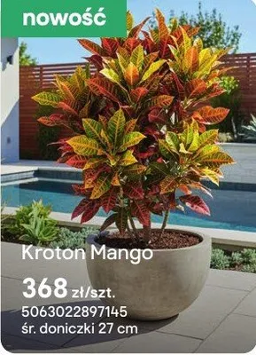 Kroton Mango promocja w Castorama