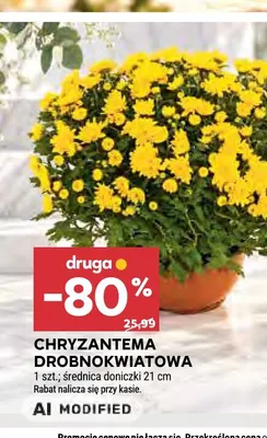 Chryzantema drobnokwiatowa średnica doniczki 21 cm promocja w Stokrotka