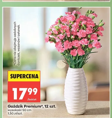 Goździk Premium wysokość 50cm promocja w Biedronka