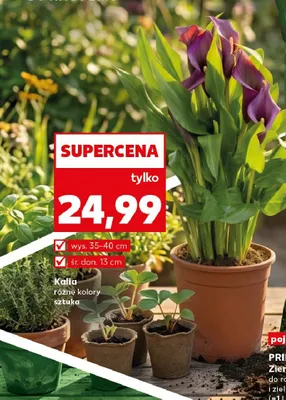 Kalia wys. 35-40cm śr. don. 13cm promocja w Kaufland