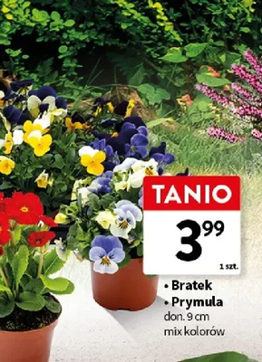 Bratek don. 9cm mix kolorów promocja w Intermarche