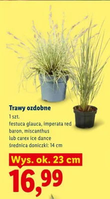 Trawy ozdobne imperata red baron promocja w Lidl