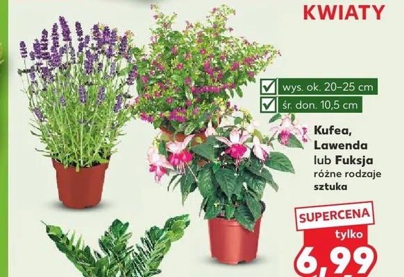 Fuksja promocja w Kaufland