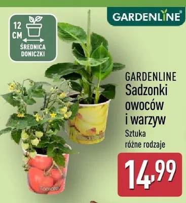 Sadzonki owoców i warzyw promocja w Aldi