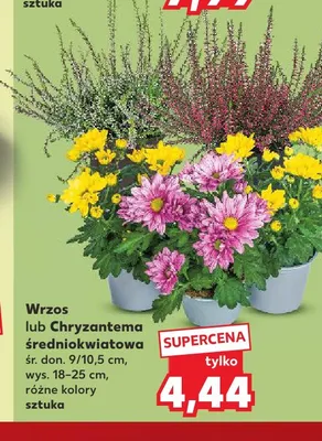 Wrzos średniokwiatowy promocja w Kaufland