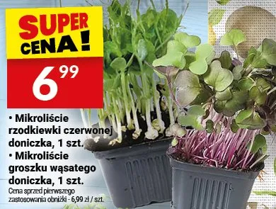 Mikroliście groszku wasnego doniczka promocja w Twój Market