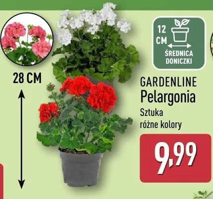 Pelargonia Gardenline promocja w Aldi