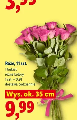 Róże 11-pak promocja w Lidl