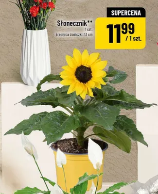 Słonecznik promocja w POLOmarket