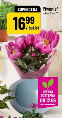 Piwonie bukiet 5-pak promocja w POLOmarket