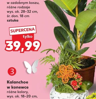Rośliny w ozdobnym koszu promocja w Kaufland
