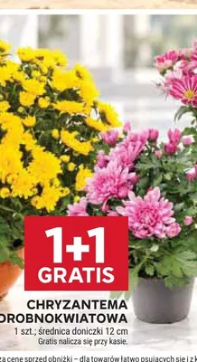 Chryzantema drobnokwiatowa średnica doniczki 12 cm promocja w Stokrotka