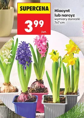 Hiacynt lub narcyz wymiary doniczki 7x7 cm promocja w Biedronka