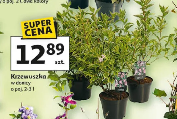 Krzewuszka promocja w Auchan