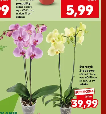 Storczyk 2-pędowy promocja w Kaufland