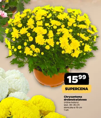 Chryzantema drobnokwiatowa promocja w Netto