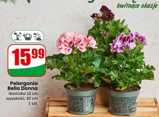 Pelargonia Bella Donna promocja w Dino