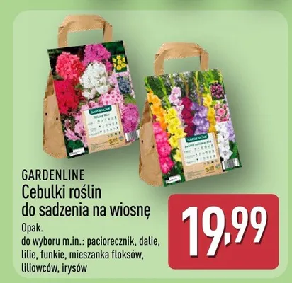 Cebulki roślin do sadzenia na wiosnę promocja w Aldi