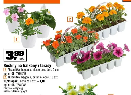 Rośliny na balkony i tarasy aksamitka, begonia, niecierpek OBI promocja w OBI