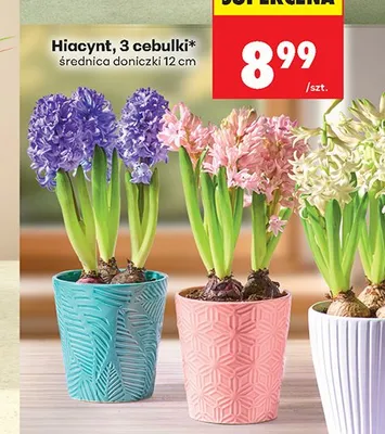 Hiacynt, 3 cebulki, średnica 12 cm promocja w Biedronka