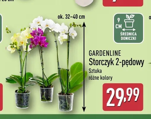 Storczyk 2-pędowy Gardenline promocja w Aldi