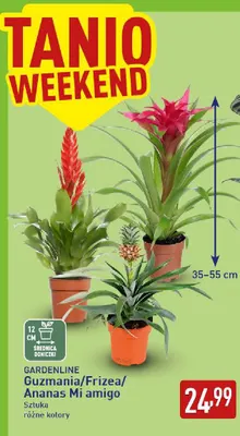 Frizea Gardenline promocja w Aldi