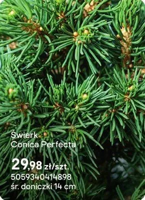Świerk Conica Perfecta promocja w Castorama