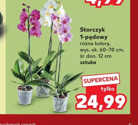 Storczyk 1-pędowy promocja w Kaufland