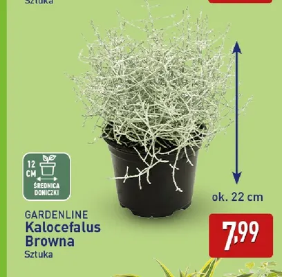 Kalocefalus Browna Gardenline promocja w Aldi