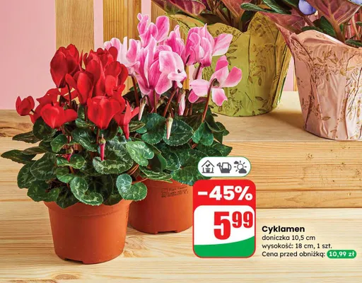 Cyklamen promocja w Dino