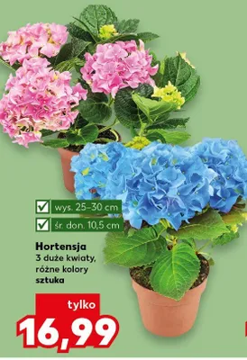 Hortensja 3 duże kwiaty wys.25-30cm śr.don.10,5cm promocja w Kaufland