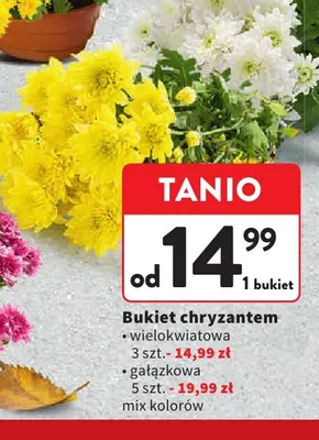 Bukiet chryzantem wielokwiatowa 3 szt. promocja w Intermarche