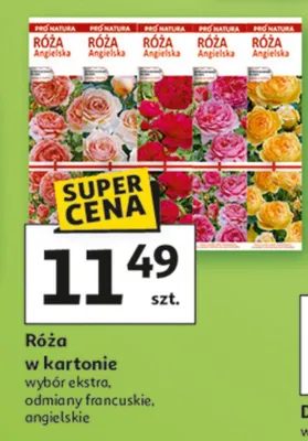 Róża w kartonie wybór ekstra, odmiany francuskie, angielskie promocja w Auchan