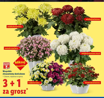 Chryzantema doniczkowa wielkokwiatowa promocja w Lidl
