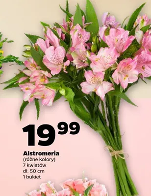 Alstromeria promocja w Netto