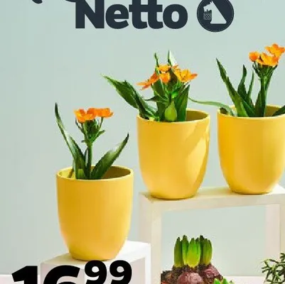 Ornitogalum promocja w Netto