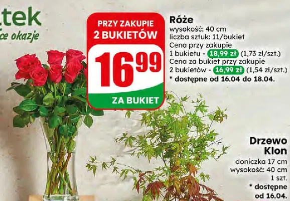 Drzewo Klon Dino promocja w Dino