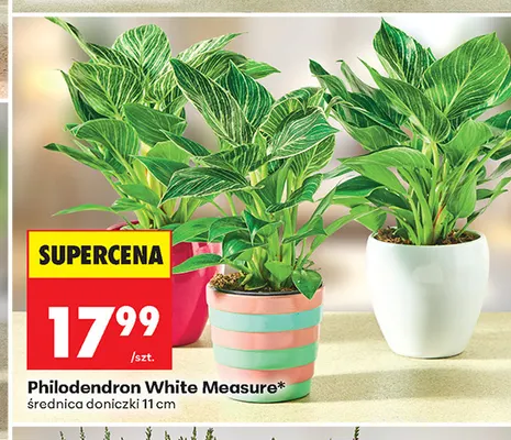 Philodendron White Measure promocja w Biedronka