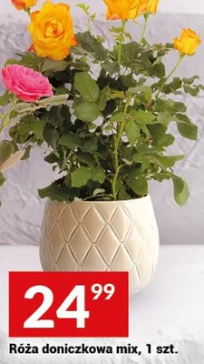 Róża doniczkowa mix promocja w Twój Market