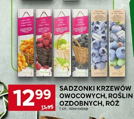 Sadzonki krzewów owocowych, roślin ozdobnych, róż promocja w Stokrotka