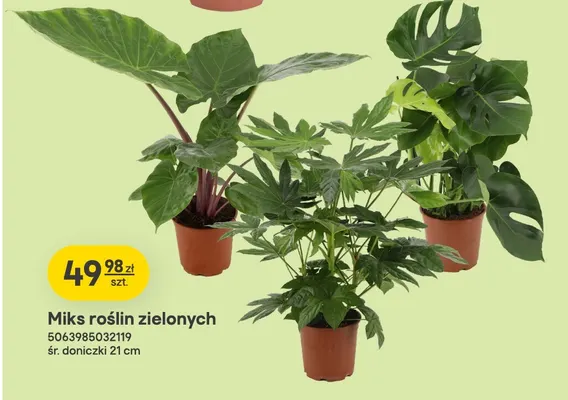 Miks roślin zielonych śr. doniczki 21 cm Verve promocja w Castorama