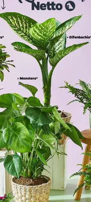 Rośliny zielone Monstera promocja w Netto