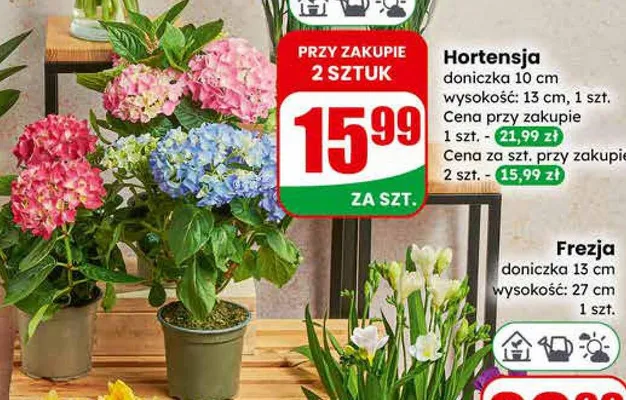 Frezia promocja w Dino