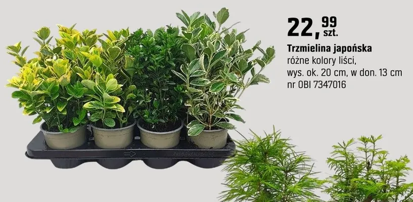 Trzmielina japońska różne kolory liści promocja w OBI